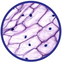 Onion-specimen-web.jpg