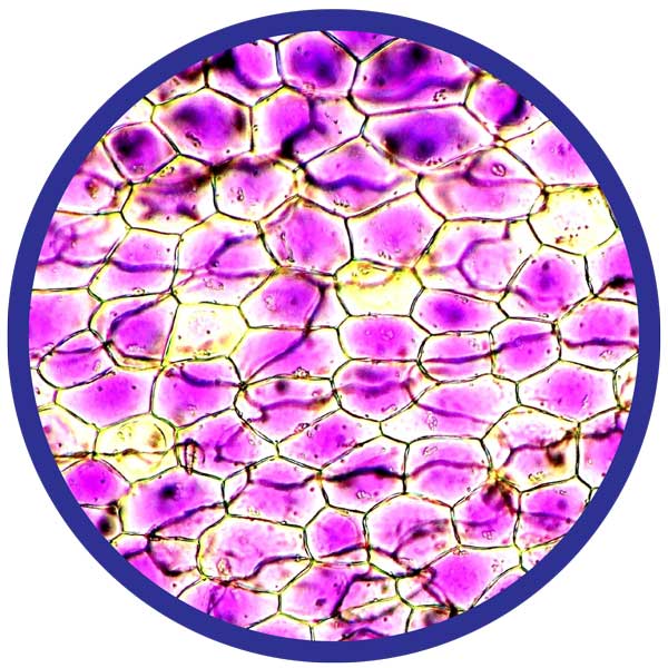 Petal-specimen-web.jpg