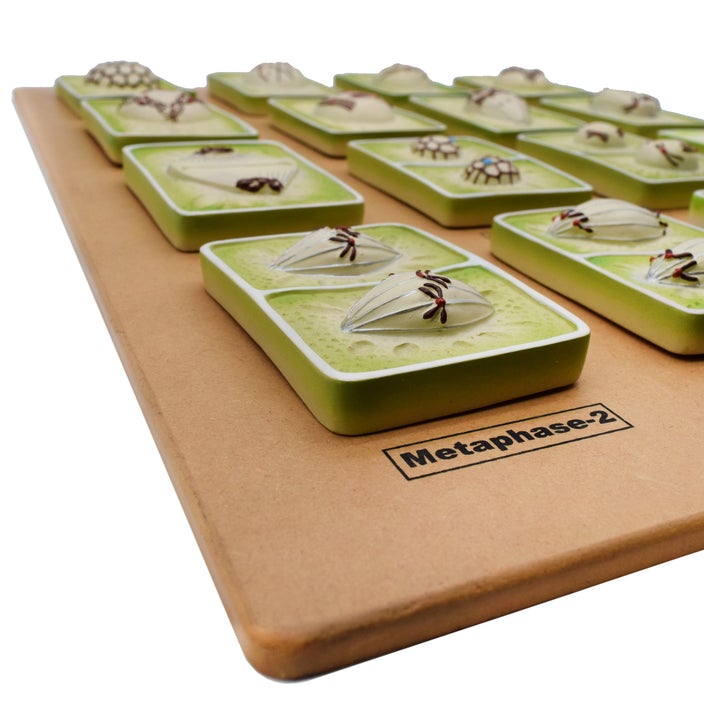 Modèle de méiose de division cellulaire végétale