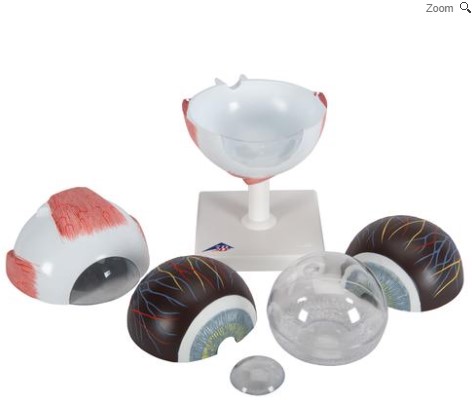 Modèle anatomique de l'oeil, agrandi 5 fois, en 6 parties 3B Scientific 1000255 [F10]