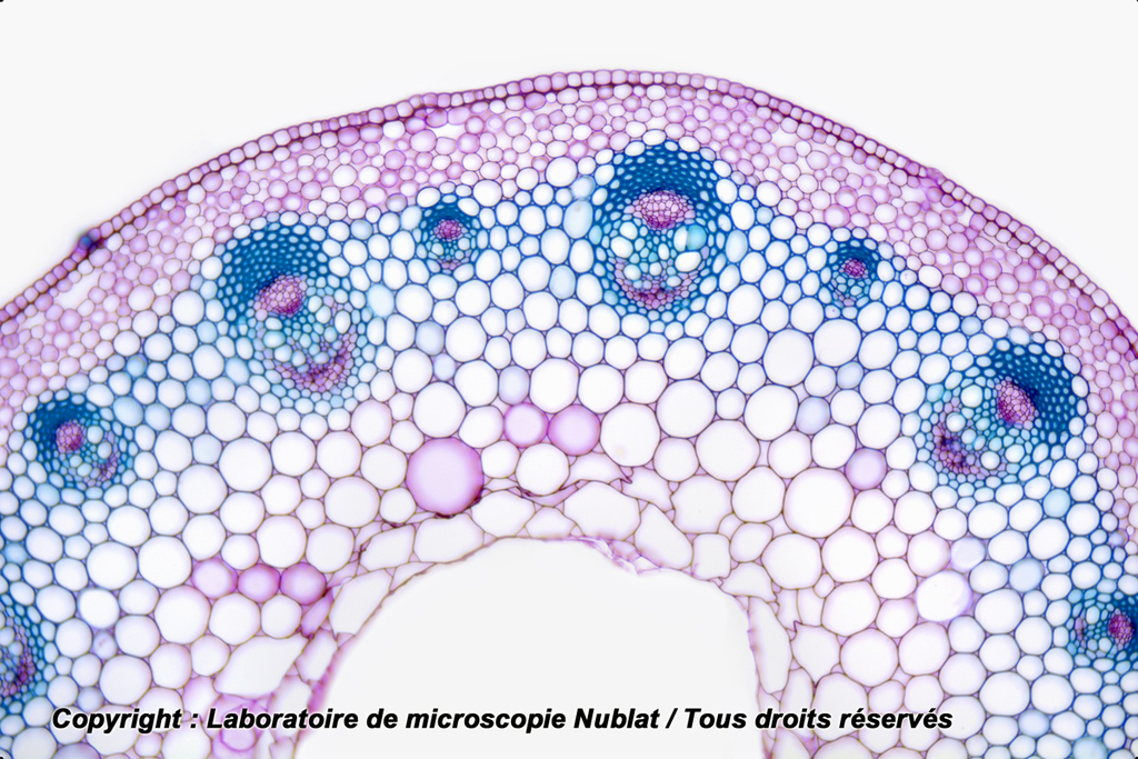 Tige de dicotylédone - structure primaire - Renoncule - CT - CV - Nublat