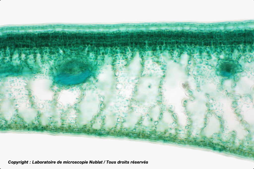 Parenchymes chlorophylliens - feuille de Houx - CT - VL - Nublat